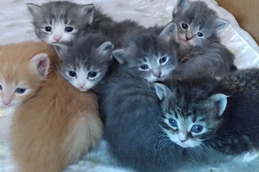 siberian kitten litter in georgia