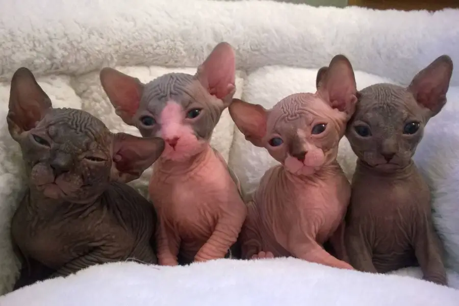 sphynx kitten litter in colorado