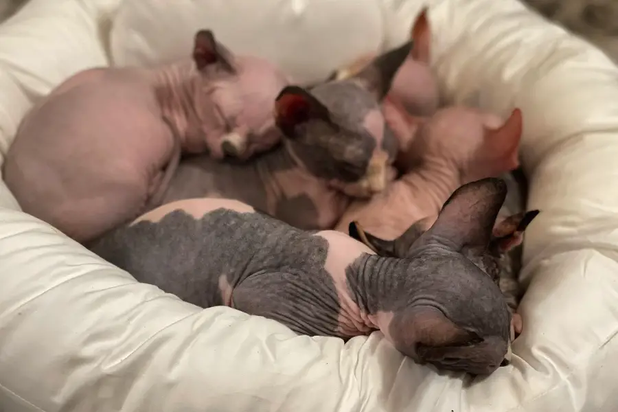 sphynx kitten litter in texas