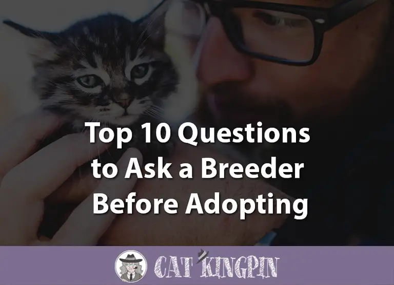 10 Questions to Ask a Breeder Before Adopting a Kitten