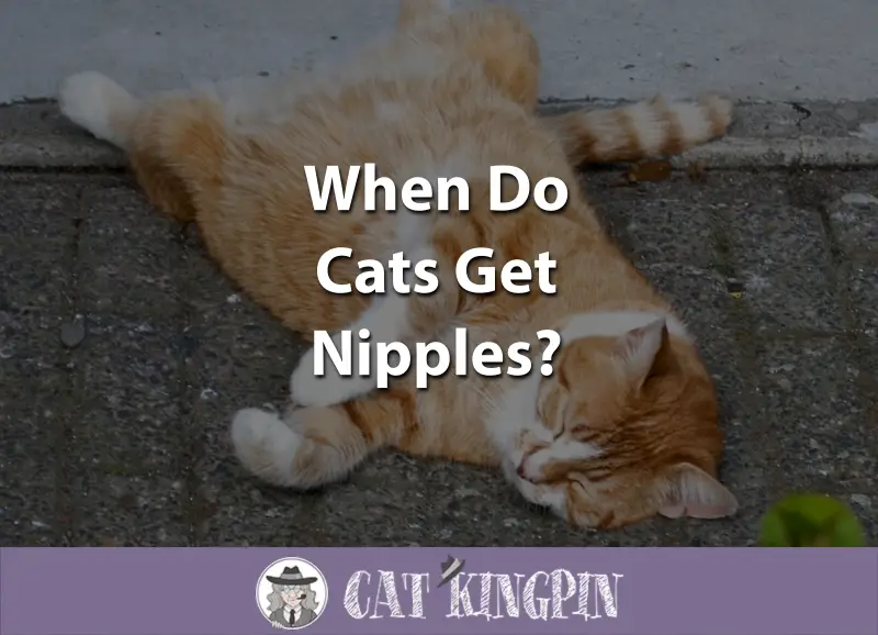 When Do Cats Get Nipples