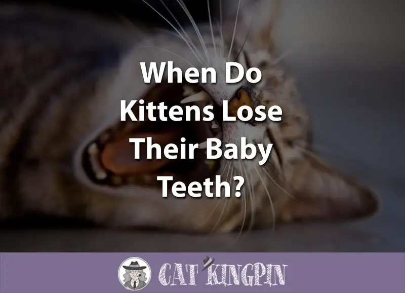 When Do Kittens Lose Their Baby Teeth