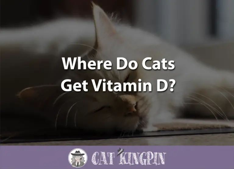 Where Do Cats Get Vitamin D?
