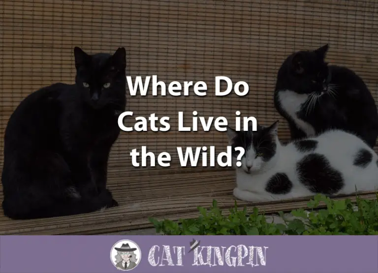 Where Do Cats Live in the Wild?