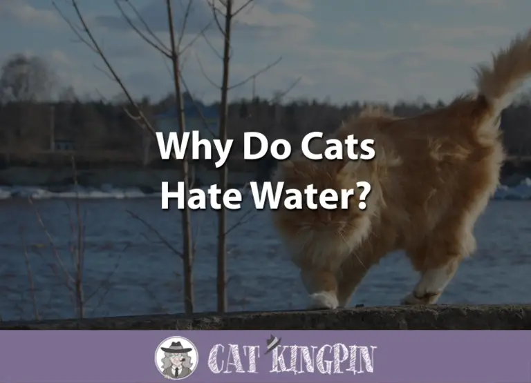 Why Do Cats Hate Water?
