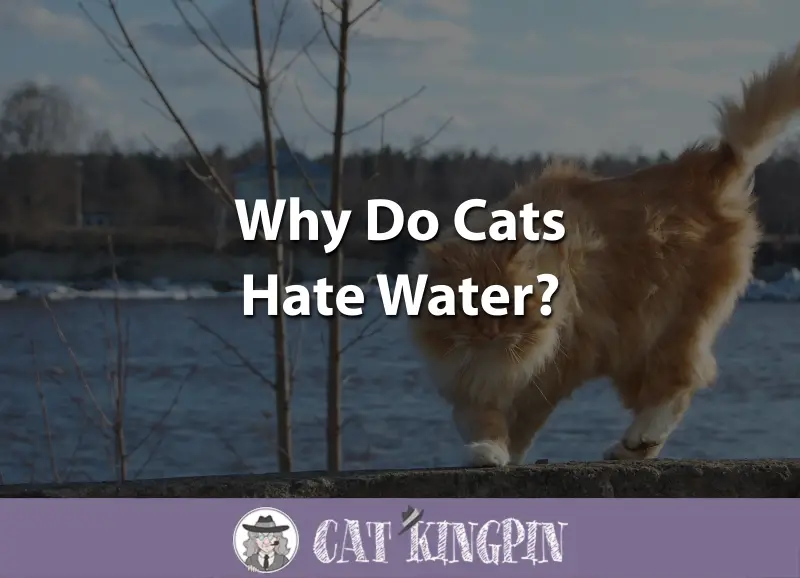 Why Do Cats Hate Water