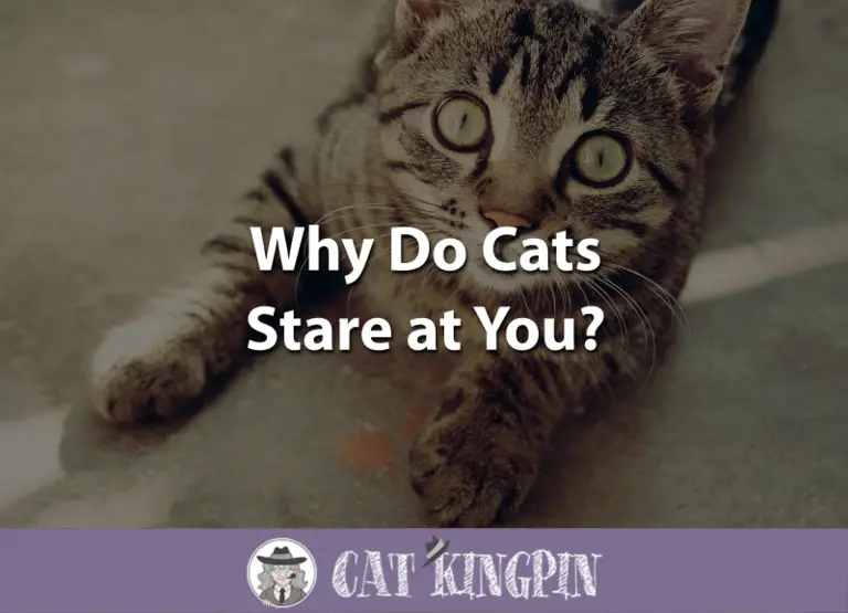 Why Do Cats Stare at You?