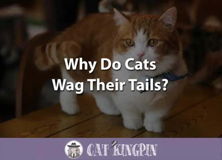 Why Do Cats Wag Their Tails?