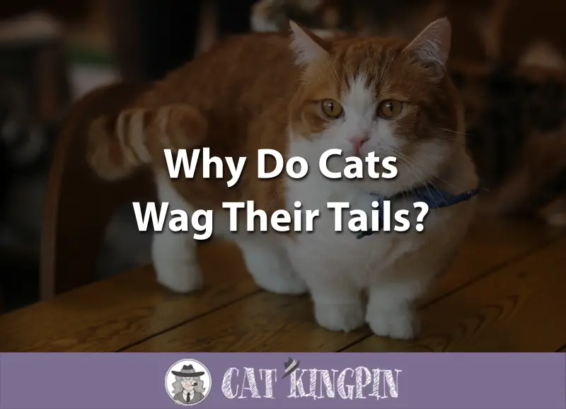 Why Do Cats Wag Their Tails