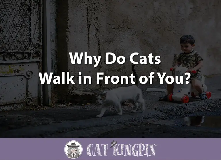 Why Do Cats Walk in Front of You?