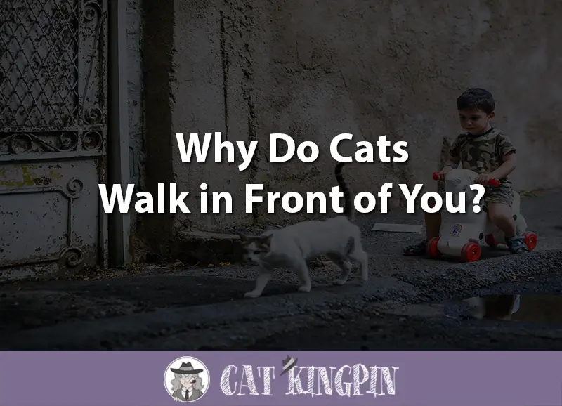 Why Do Cats Walk in Front of You