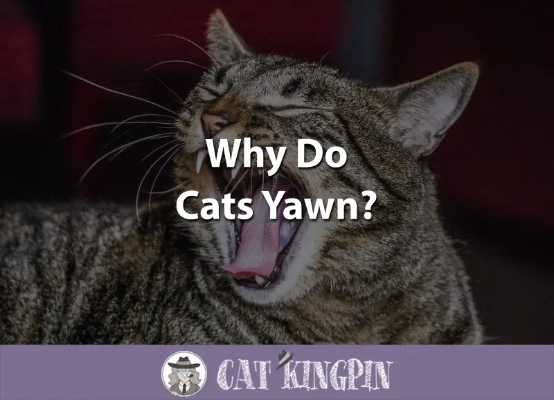 Why Do Cats Yawn