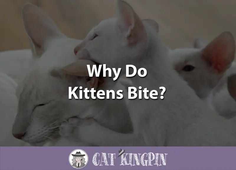 Why Do Kittens Bite